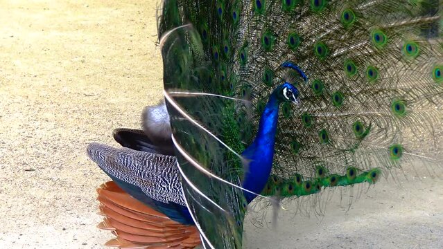 The Indian (or blue ) peafowl, peacock (Pavo cristatus), shows the female his open tail and turns his ass