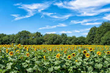 Sunflowers in a field