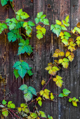 autumn plant motif - tayberry leaves on wood background