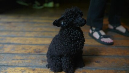 Three months old puppy of black poodle indoor