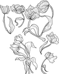 hand drawn flower composition