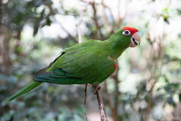 Congo parakeet. Green parrot with red head. bird close up