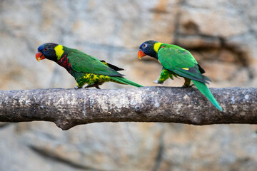Trichoglossus moluccanus parrot. Trichoglossus capitate bird with bright colors