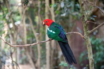 Royal parrot, Alistair spade. Beautiful bird. Macro