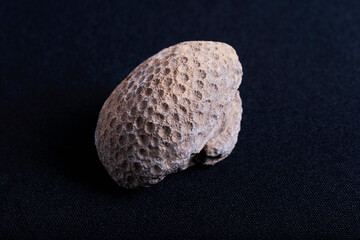 Coral fossil. Corals are cnidarians that live as polyps attached to the sea floor.