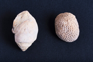 Marine fossils of snail and coral