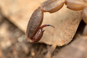 Two stinged scorpion tail, Bhigwan, Maharashtra, India
