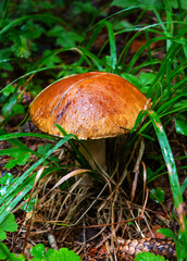 White mushroom (Boletus edulis) in the forest after the rain against the background of old trees 
