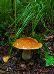 White mushroom (Boletus edulis) in the forest after the rain against the background of old trees 