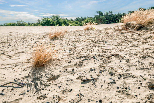 Drifting sand area De Loonse en Drunense Duinen National Park. It is 35 km&sup2; (14 mile&sup2;) in area, and located in the municipalities of Loon op Zand, Heusden and Vught in the province of North Brabant.