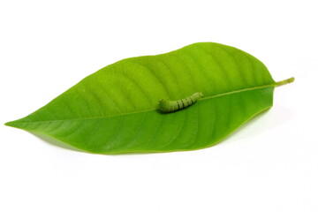 The caterpillar larvae perched on green leaves on a white background.