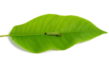 The caterpillar larvae perched on green leaves on a white background.
