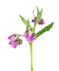 Comfrey bush with flowers, isolated on white background. Symphytum officinale plant. Herbal medicine. Clipping path.