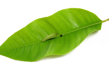 The caterpillar larvae perched on green leaves on a white background.