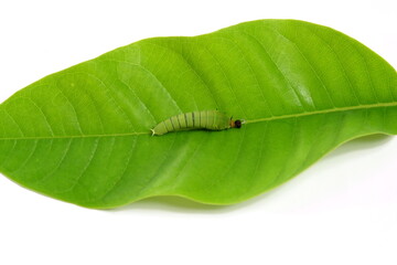 The caterpillar larvae perched on green leaves on a white background.