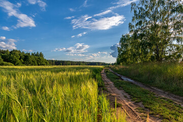 Summer road to the field, Pskov region, Russia - obrazy, fototapety, plakaty