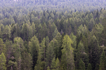 Bosque de abetos en los Dolomitas