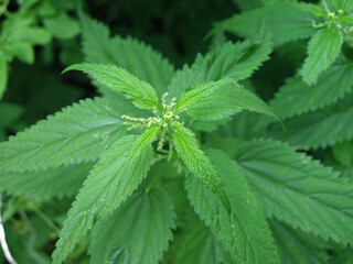 The plant is a dioecious nettle with green leaves
