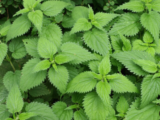 Nettle thickets on top natural green background