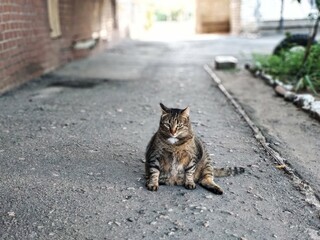 cat on the street