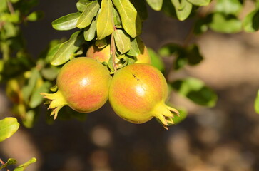 Beautiful red pomegranate on a tree branch. Harvest season. pomegranate tree