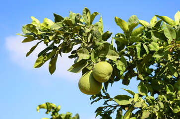 Pamela tree Green fruit on a branch close-up. Or green grapefruit. Harvesting citrus fruits In garden