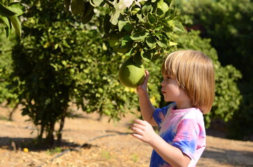 A little boy is picking fruit in the garden. A child in a kibbutz, on a pamelo farm. Large citrus...