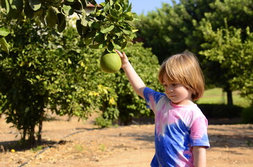 A little boy is picking fruit in the garden. A child in a kibbutz, on a pamelo farm. Large citrus...