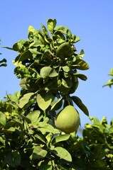 Pamela tree Green fruit on a branch close-up. Or green grapefruit. Harvesting citrus fruits In...