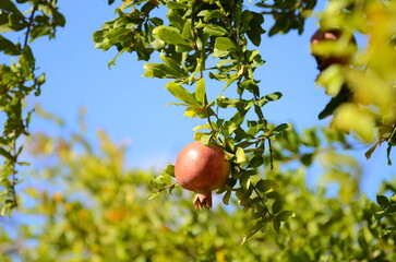 Beautiful red pomegranate on a tree branch. Harvest season. pomegranate tree