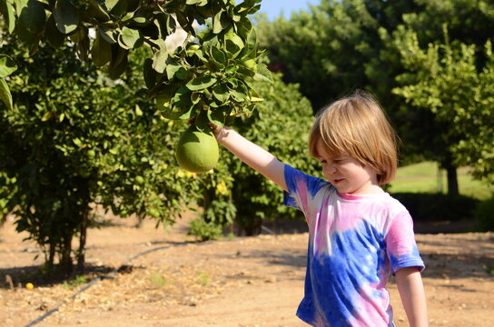 A little boy is picking fruit in the garden. A child in a kibbutz, on a pamelo farm. Large citrus fruits on tree branches. The boy is making juice.