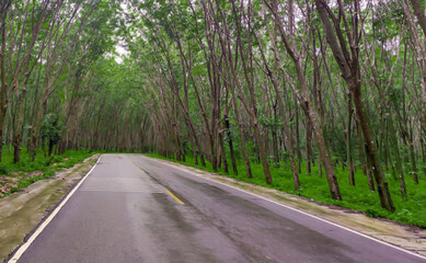 Fototapeta premium Photo of road through the forest