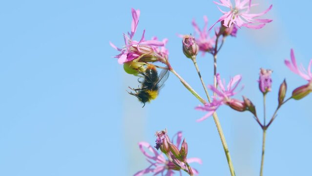 Spider caught its prey bumblebee on wildflower ragged robin. Low angle with blue sky, bottom view. Low angle view.