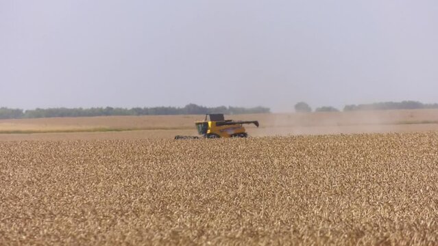 Combine harvester harvests ripe wheat in Ukraine. Concept of a rich harvest. Agriculture image.