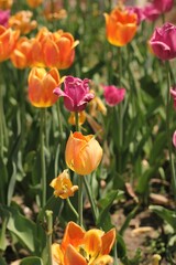 Beautiful pink and yellow spring tulips growing in the fields.