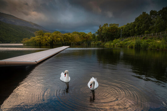 Swans On LLyn Padarn