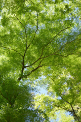 新緑の神護寺　境内の若モミジ　京都市右京区高雄