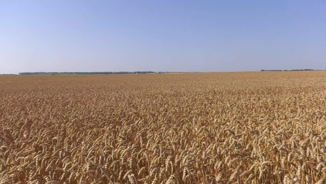 Wheat field in Ukraine