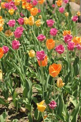 Beautiful pink and yellow spring tulips growing in the fields.