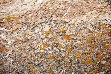 algae on the rock close-up