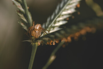 A brown jumping spider sitting on the leaves of a tropical bush