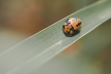 close up of a ladybug