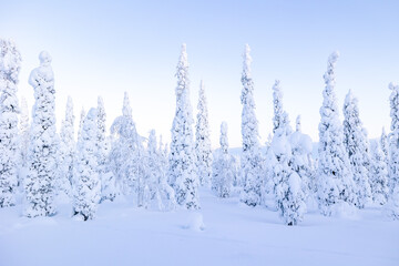 snow covered trees in winter