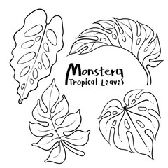 Monstera leaves. Beautiful hand drawn exotic plants.