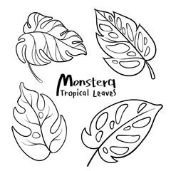 Monstera leaves. Beautiful hand drawn exotic plants.