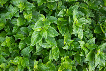 Natural view The textured background of Plant green leaf