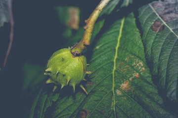 Mały kasztan na liściu , lato pora roku.