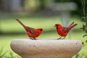 Male Northern Cardinals Perched on Small Bird Bath in Southern Louisiana Garden