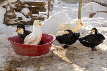 Ducks bathing in a plastic tub in winter landscape, selective focus. Other ducks sunbathe and fluff their feathers.