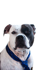 Obraz premium A business dog in a tie. Black and white American Staffordshire Terrier